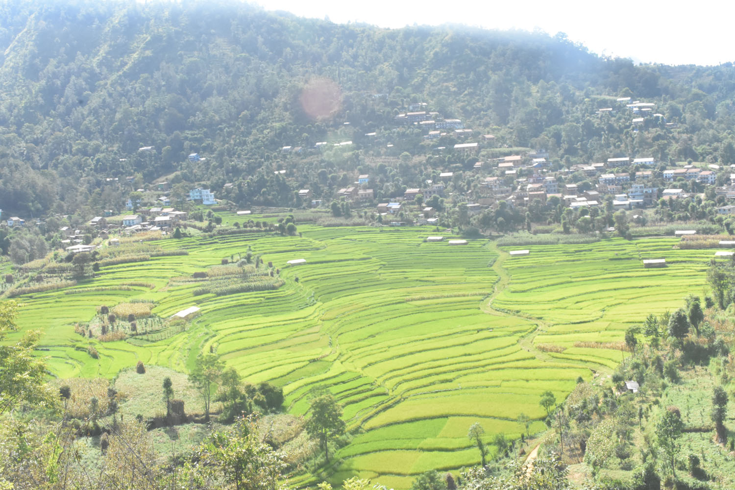 डाँडापारिका गाउँमा पूर्वाधार विस्तारले पलायो आशा